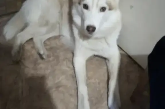 Собака хаски найдена в Твери на ул. Терешковой.