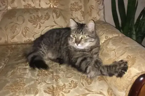 Пропал кот Сёма в Каменск-Шахтинском