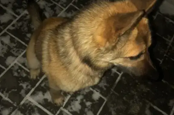 Найдена овчароидная собака в Екатеринбурге