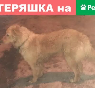 Найдена собака, Пенза, фото: Потерянная собака в Пензе на улице