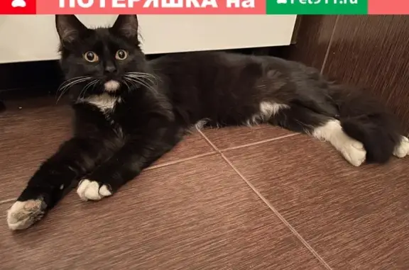 Найдена ручная кошка с белым воротничком в Москве