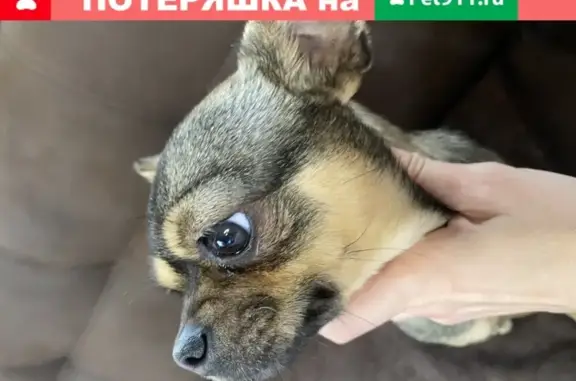 Ласковая собачка найдена в Ростове-на-Дону