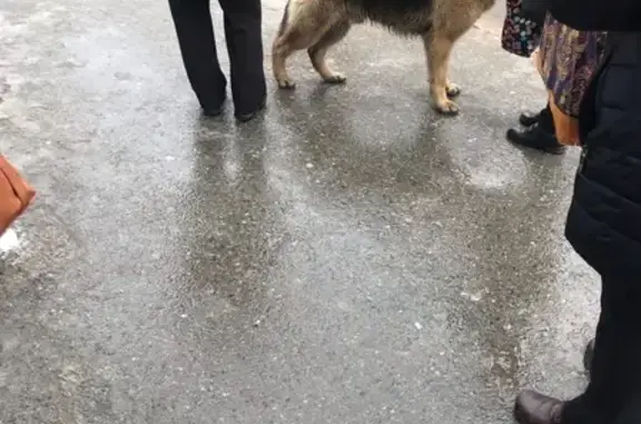 Собаки потеряшки, Томск, фото: Потеряшка Немецкая овчарка на улице Попова в Томске