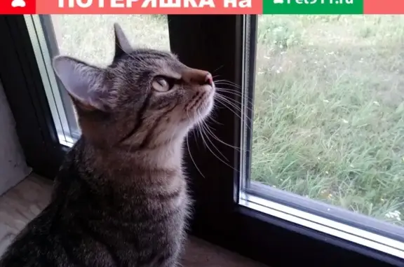 Пропала кошка Вася в деревне Вороновка, Лаишевский район, РТ