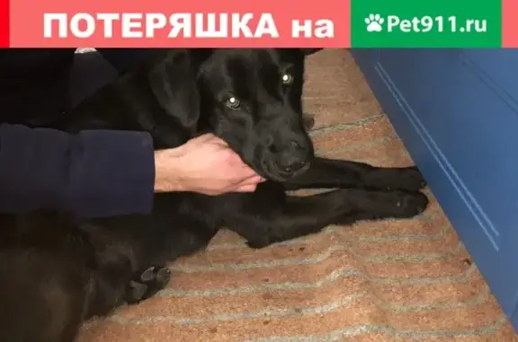 Собака найдена в Васильково, Калининград.