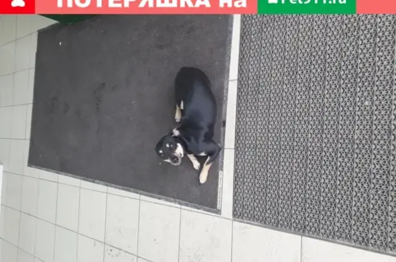 Собака найдена на ул. Первомайская в Новочеркасске.