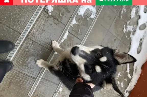 Найдена собака на ул. Школьной, Кочубея в Липецке