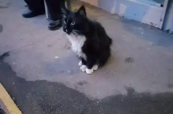 Потеряшка-кот найден в Новокосино, Суздальская 26-2