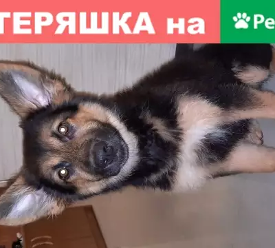 Найдена собака на Шуваловском пр. в Санкт-Петербурге.