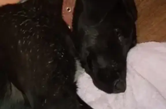 Собака найдена в Батайске