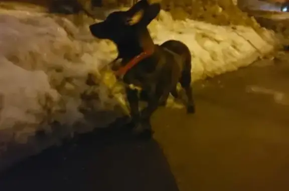 Пропала собака Виви на ул. Семашко, Жуковский