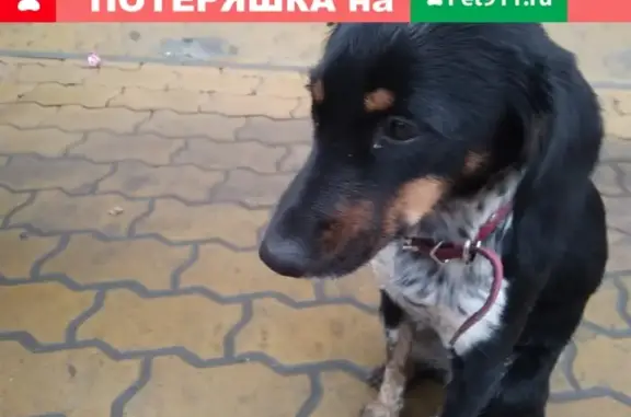 Собака на остановке перед Ворошиловским мостом в Ростове-на-Дону