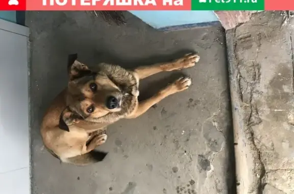 Найдена ласковая собака с ошейником в Пензе, ул. Пацаева