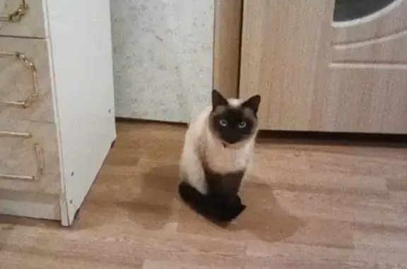 Объявления о пропавших и найденных животных, Ижевск, фото: Пропал кот Филимон на ул. Заринской, 54 в Ижевске