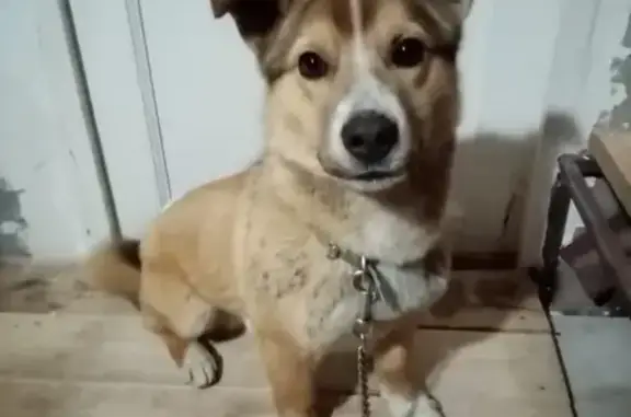 Собаки потеряшки, Нижний Новгород, фото: Потеряшка собака Босс в Нижнем Новгороде