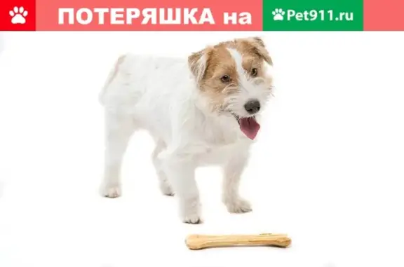 Пропал мальчик-собака возле Детского мира, Воронеж