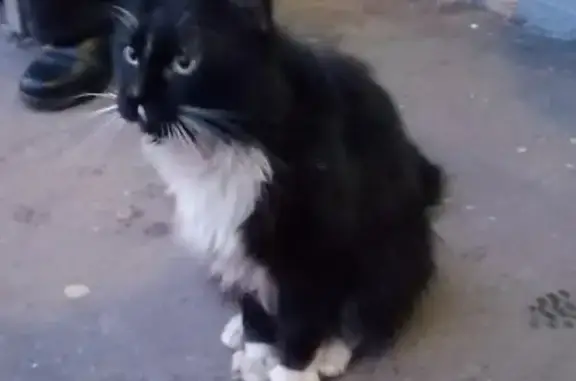 Найдена кошка в Новокосино, Суздальская 26-2.