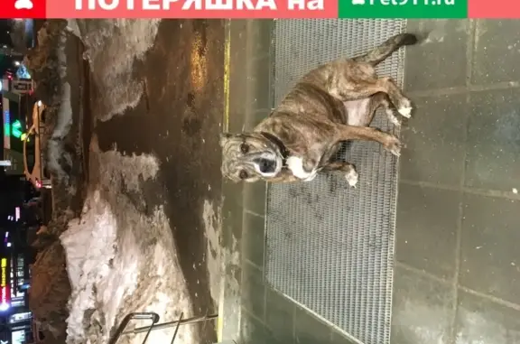 Собака у Пятёрочки, Нижний Новгород