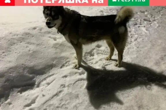 Найдена собака в Владимире, возраст 2-4 года