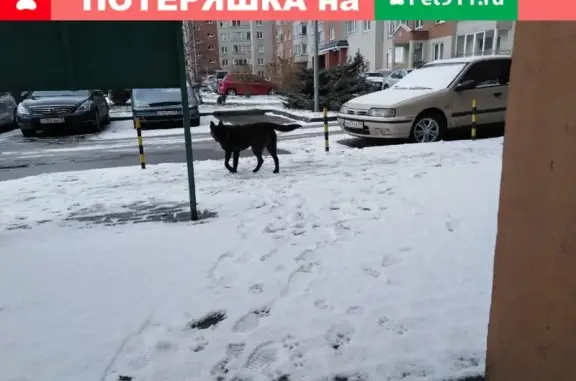 Найден черный пёс в Венском квартале, Калининград