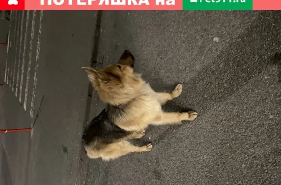 Найдена собака на парковке METRO в Калининграде