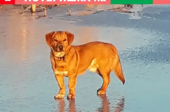 Собаки потеряшки, Астрахань, фото: Потеряшка собака Рэй на Брестской улице в Астрахани