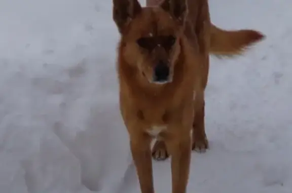 Собаки потеряшки, Нижний Новгород, фото: Потеряшка рыжий пес на Автозаводе, Нижний Новгород (20 марта)