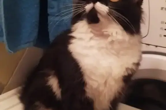 Кошки потеряшки, Санкт-Петербург, фото: Потеряшка кошка Альфа с красным ошейником в Санкт-Петербурге.