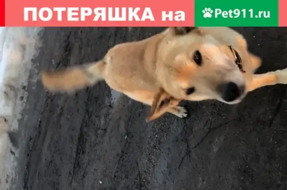 Найдена охранная собака с ошейником в Костроме