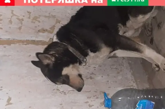 Собака Добрый найдена в Калуге