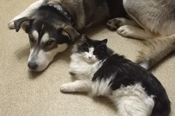 Собаки потеряшки, Нижний Новгород, фото: Потеряшка собака на ул. Бориса Панина, похожа на хаски