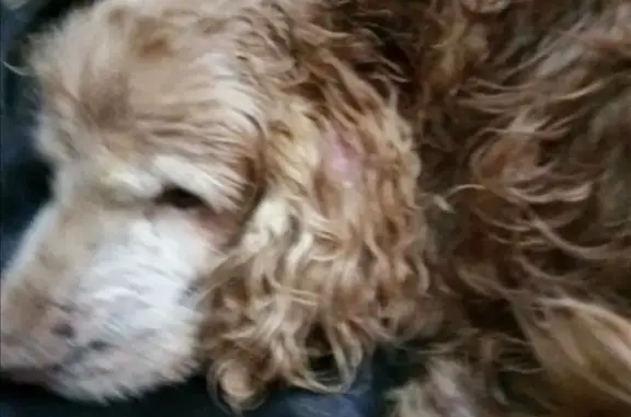 Собака найдена в деревне Федино, Воскресенск