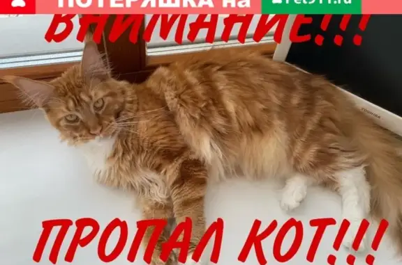 Кошки потеряшки, Казань, фото: Потеряшка кот Симба в Казани!