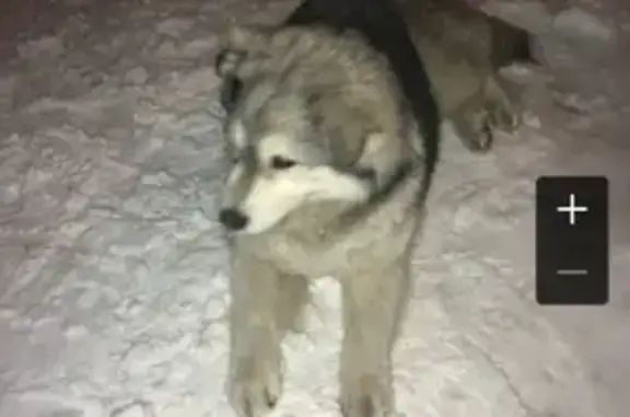 Собаки потеряшки, Томск, фото: Потеряшка собака Боня, район 55 школы, Томск