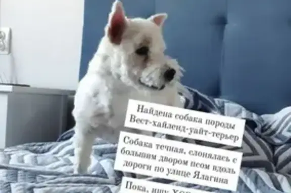 Найдена белая собака на ул. Ялагина, Электросталь
