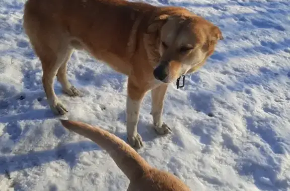 Найден рыжий пес на Первом озере (Мамина переулок)