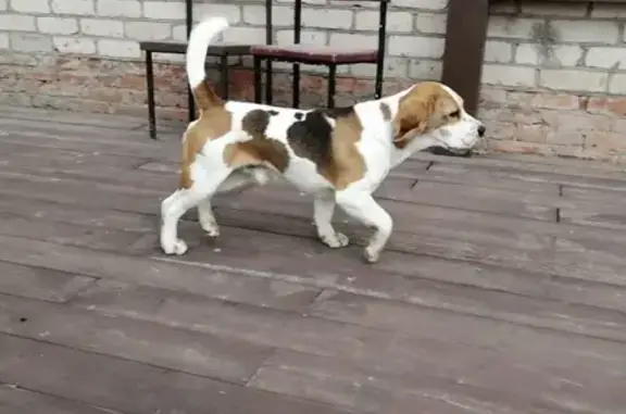 Найдена собака в Астрахани на ул. Набережная Золотого Затона