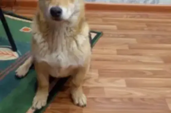 Собаки потеряшки, Липецк, фото: Потеряшка рыже-чёрно-белая собака в Липецке!