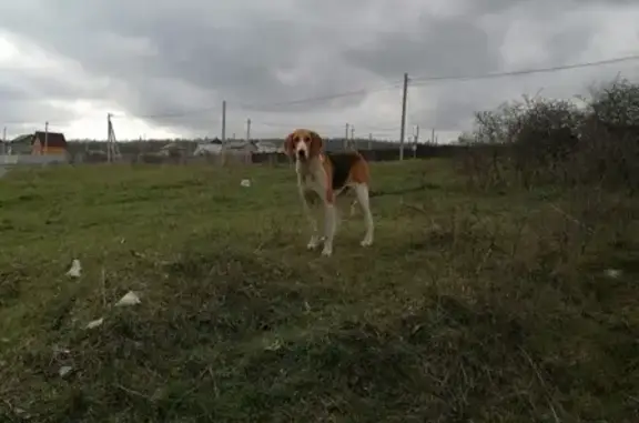 Найдена высокая собака без ошейника в Новороссийске