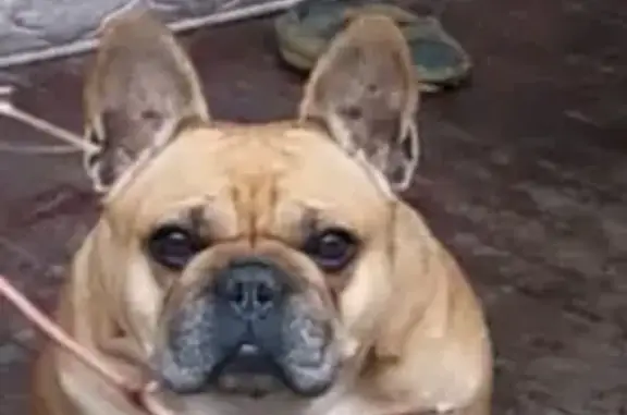 Пропала собака Ника в Военведе, Ростов-на-Дону