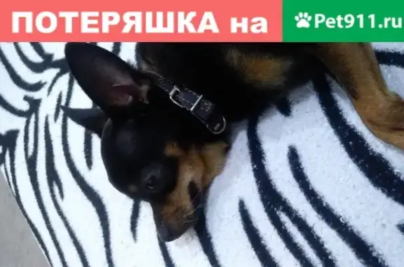 Собака найдена в Лисках, Воронежская область