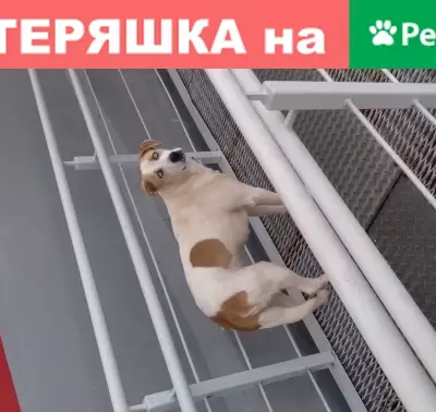 Собака с голубыми глазами найдена в Тверской области