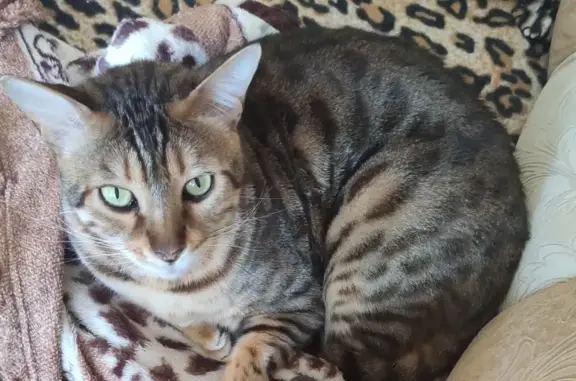 Кошки потеряшки, Казань, фото: Потеряшка кошка Кот Бенгал, адрес: Казань, Дубравная ул., 61к1