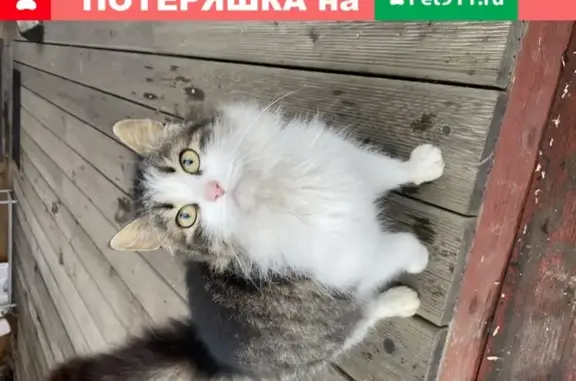 Найдена ласковая кошка в Первомайском поселении, Ленобласть