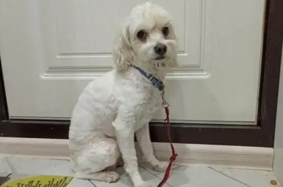 Найдена белая собака в Сочи, район Адлер, возле 
