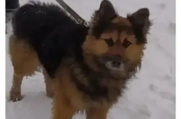 Найдена добрая собака на Грибовской улице, Лесной Городок, Одинцово.
