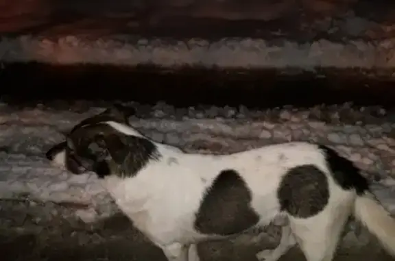 Пропали собаки Буч и Люся в Новотитаровской