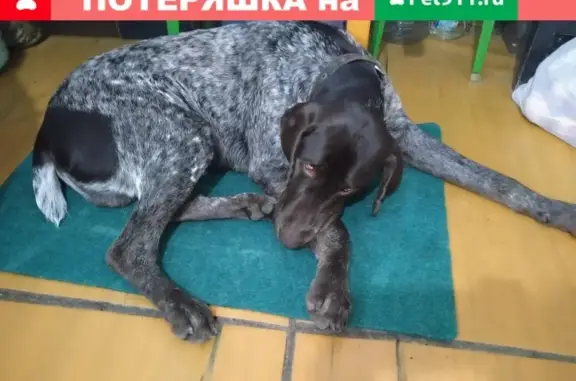 Найден пёс с ошейником в Ростове-на-Дону