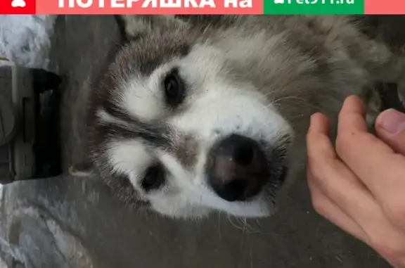 Найден пёс на Московской улице в Пензе