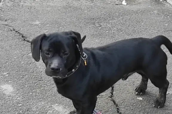 Найдена собака, Ростов-на-Дону, фото: Найдена молодая собака в районе Мадояна, Ростов-на-Дону